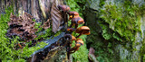 Fototapeta  - grzyby wyrastające z pnia drzewa