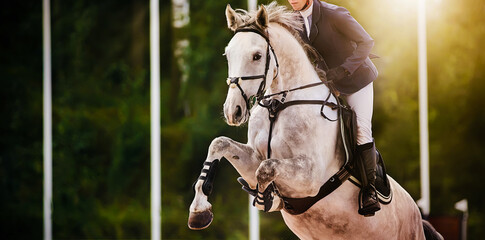 Wall Mural - A dappled gray sports horse jumps with a rider in the saddle at a summer show jumping competition on a sunny day. Horse riding. Equestrian sports.