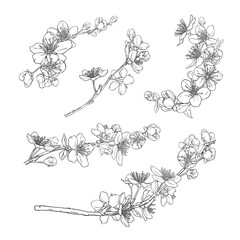 Wall Mural - Collection of hand drawn wreaths, branches with cherry blossoms.