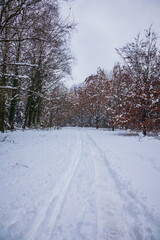 Sticker - forest in winter with snow