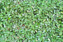 Seamless Green Leaves Texture, Bush And Hedge Pattern, High Resolution Repeatable Leaf Wallpaper, Seams Free, Perfect For Renders And Architectural Works.