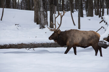 Poster - The elk (Cervus canadensis) or wapiti in winter