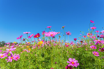 Wall Mural - colorful cosmos blooming in the beautiful garden flowers on hill landscape mountain.