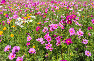 Wall Mural - colorful cosmos blooming.