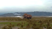 Woolly Rhinoceros Walking Across The Plain, Animation
