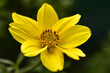 Żółty polny kwiatek