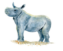 Watercolor Baby Rhino