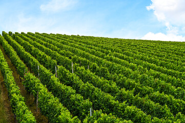 Wall Mural - Side view of a beautiful fresh green vineyard on a hill.