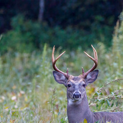 Wall Mural - White-tailed Buck (Odocoileus virginianus) in a field during early autumn. Selective focus, background and foreground blur
