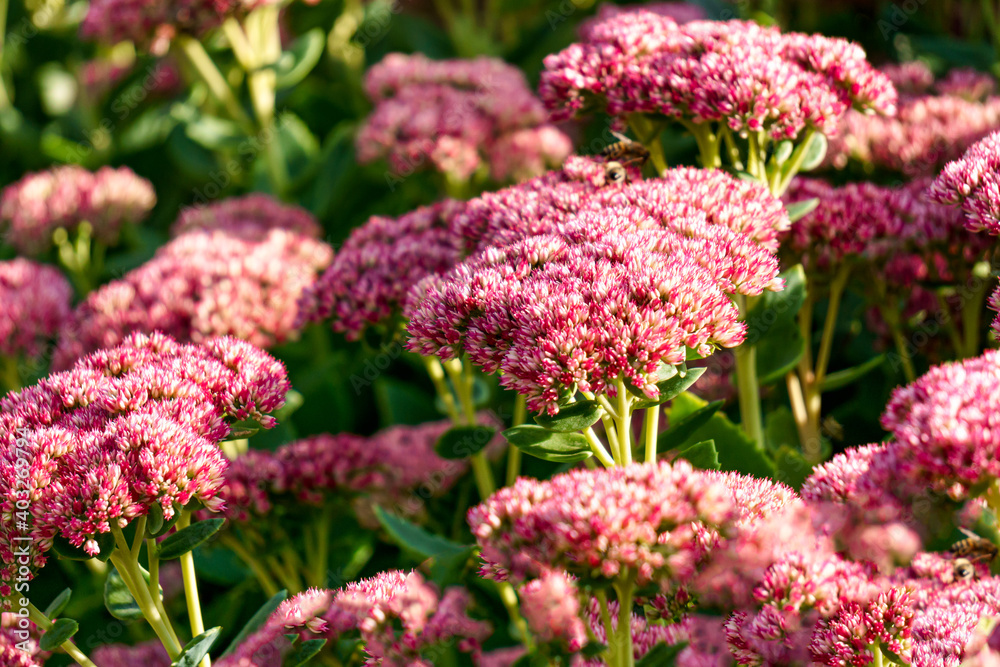 A flower bed of pink perennial flowers of stonecrop. - obrazy, fototapety, plakaty 
