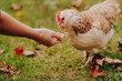Eine zahme Henne wird im Garten auf der Hand gefüttert. 