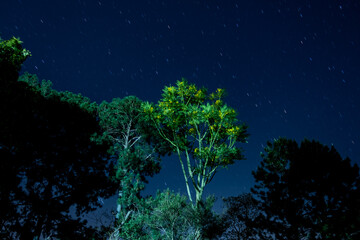 Wall Mural - starry night sky