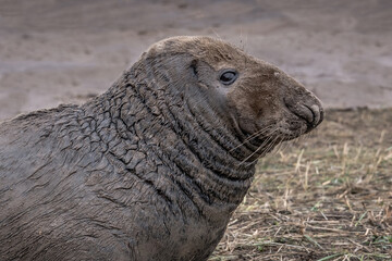Aufkleber - A close up side profile portrait of a large bull male seal. His body fur is wet and muddy