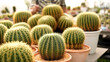 © soultkd - Cacti, dessert plant in many type and shape with it needle as leaf. Variety cactus in pot and garden. Succulent plant grow dry area