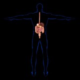 Fototapeta Konie - Human Digestive System Anatomy For Medical Concept 3D Rendering