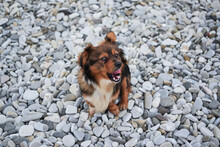 Cute Little Young Half Breed Puppy On Walk. Charming Red Brown Mongrel With White Fluffy Breast Sits On Beach On Rocks And Smiles.