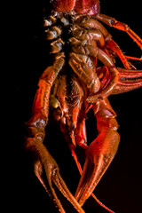 Red cooked crayfish macro