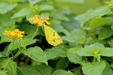 Beautiful Cloudless Sulphur Yellow Butterfly In The Garden - Butterflies Of The Indian Subcontinent