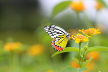Beautiful Common Jezebel Yellow Butterfly In The Garden - Butterflies Of The Indian Subcontinent
