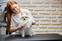 Groomer Combing Wool Of Spitz In Salon, Grooming Master Cuts And Shaves, Cares For A Dog In Professional Salon For Pets