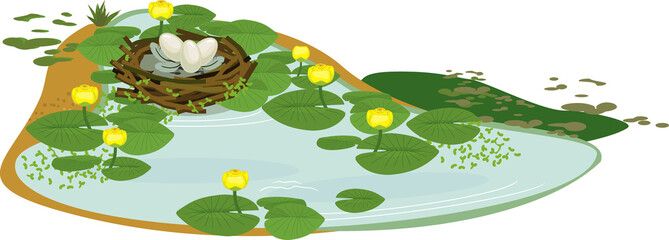 Canvas Print - Bird nest with eggs and pond overgrown with flowering yellow water-lily (Nuphar lutea) with green leaves