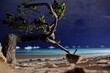 Night photo of bent, 
solitaire tree, growing on the edge of Mindanao sea, on Dumaluan beach located on Panglao Philippines island
