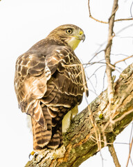 red-tailed hawk perched on a tree branch in the spring hunting for prey.