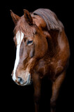 Fototapeta Konie - Beautiful chestnut brown horse mare stallion isolated on black background. Elegant portrait of a beautiful animal.