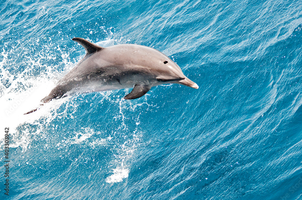 delfin - obrazy, fototapety, plakaty 