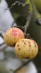 Wall Mural - apples on tree in winter