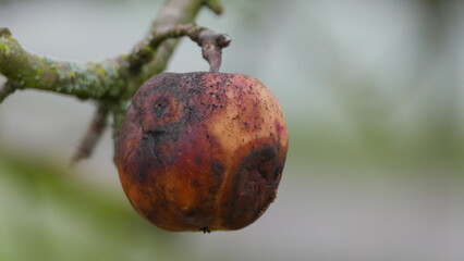 Wall Mural - close up of a rotten apple