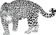 large leopard preparing to attack, hand-drawn for logo or tattoo