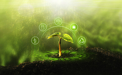 young plant growing at sunlight. environment and ecology concept. sources for renewable, sustainable