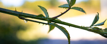 Close-up Of Thorny Herb. Wide, Banner Format