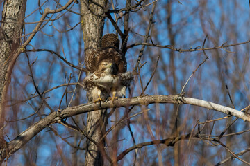 Canvas Print - red-tailed hawk (Buteo jamaicensis) in winter