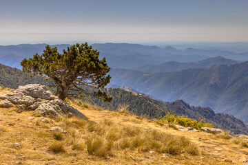 Sunny day over tree on Mont Aigoual