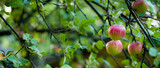 Fototapeta Fototapety do kuchni - jabłka na drzewie w sadzie