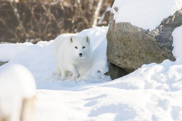 Sticker - Arctic fox (Vulpes lagopus) in winter