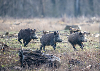 group of wild boars in forest