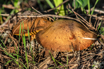 Macro close up shot of mushrooms and undergrowth in nature