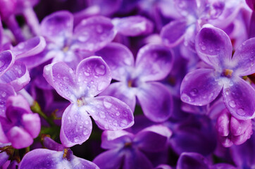 Wall Mural - Beautiful purple lilac flowers. Macro photo of lilac spring flowers.