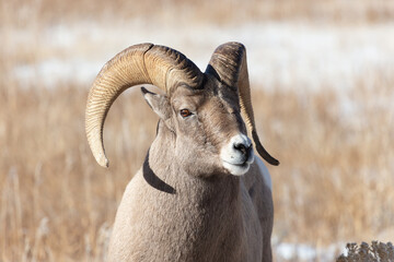 Rocky Mountain Bighorn Sheep ram