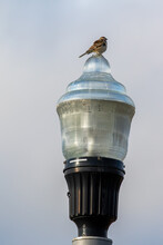 Bird On A Light Post