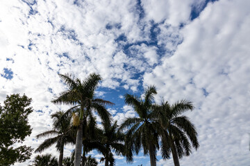 Palm trees with a beautiful blue sky background.