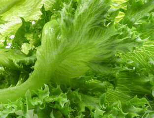 Salad leaf. Lettuce isolated on white background.