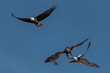 © jgorzynik - three bald eagles fighting for a fish in the mid air, Conowingo, MD, USA