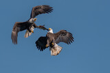 Fototapeta  - Two bald eagles fighting for a fish in the mid air, Conowingo, MD, USA