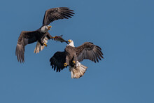 Two Bald Eagles Fighting For A Fish In The Mid Air, Conowingo, MD, USA