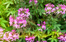Pink And White Spider Flower / Cleome Hassleriana