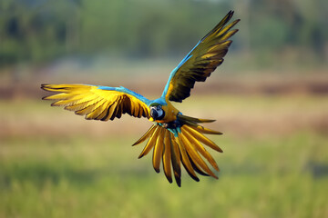 Wall Mural - Macaw parrot fly in dark green vegetation. Scarlet Macaw, Ara macao, in tropical forest